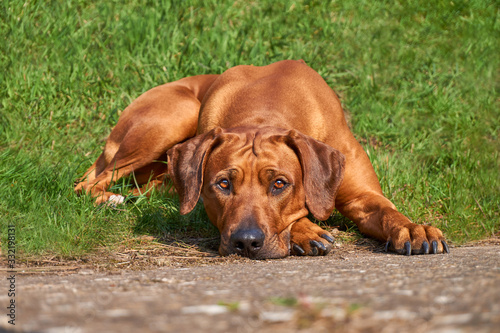 Big brown Rhodesian ridgeback dog lying on green grass.  