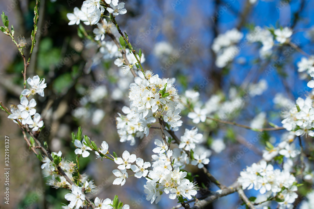 Fototapeta premium Blüte