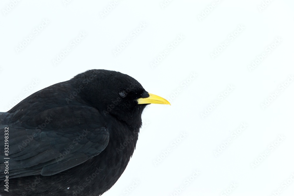 Fototapeta premium Yellow billed chough close up portrait, winter, bird silhouette. Beautiful black birdin winter. clean white background, Swiss Alps, alpine wildlife scenery, Switzerland