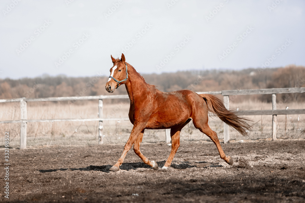 Fototapeta premium Beautiful horses run in the arena