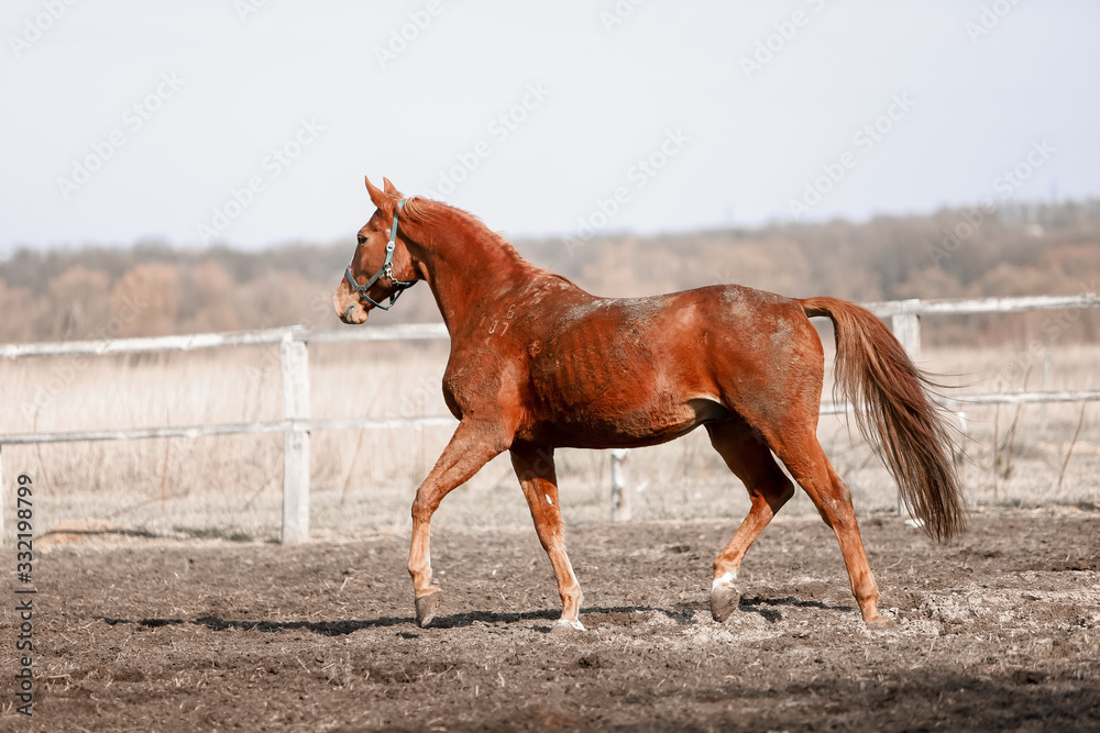 Fototapeta premium Beautiful horses run in the arena