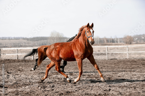 Beautiful horses run in the arena 