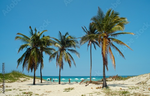Palmes on the sandy beach with blue sky