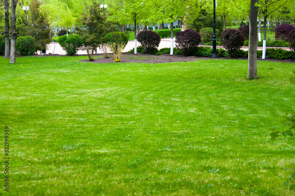 Obraz premium Spring or summer natural abstract background with grass in the garden