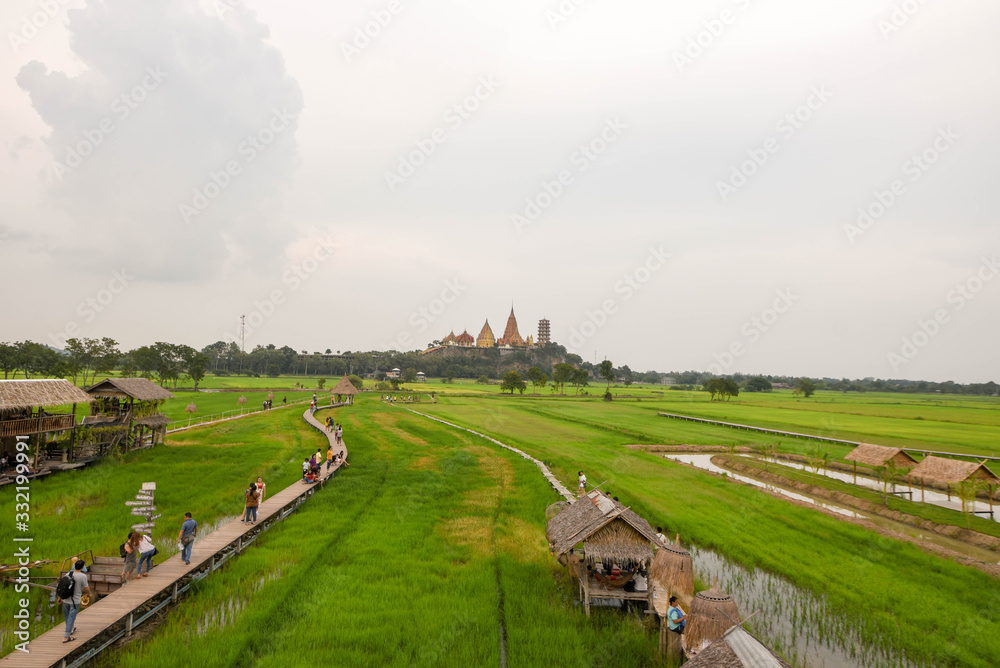 walkway in green rice field