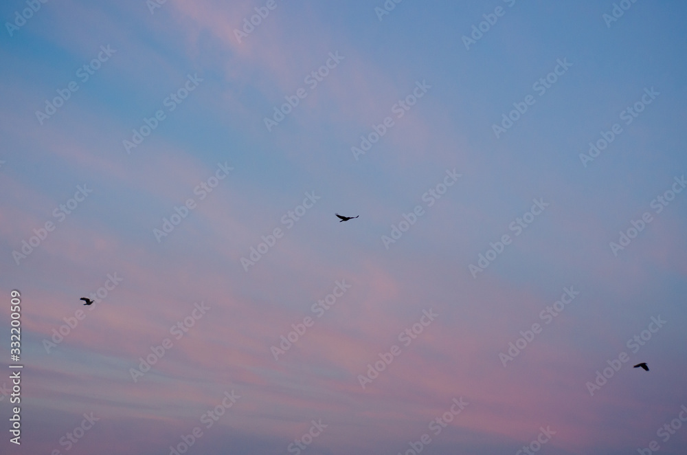 Fototapeta premium birds in the sky