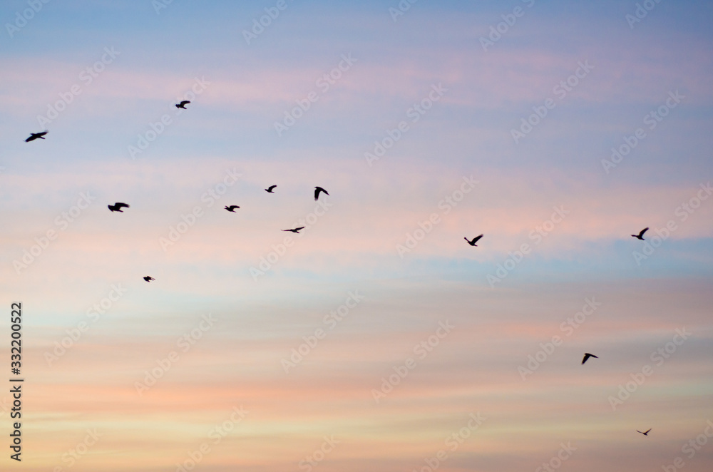 birds in flight