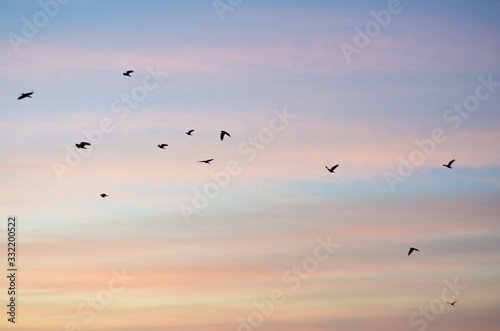 birds in flight © Анастасия Кашенко