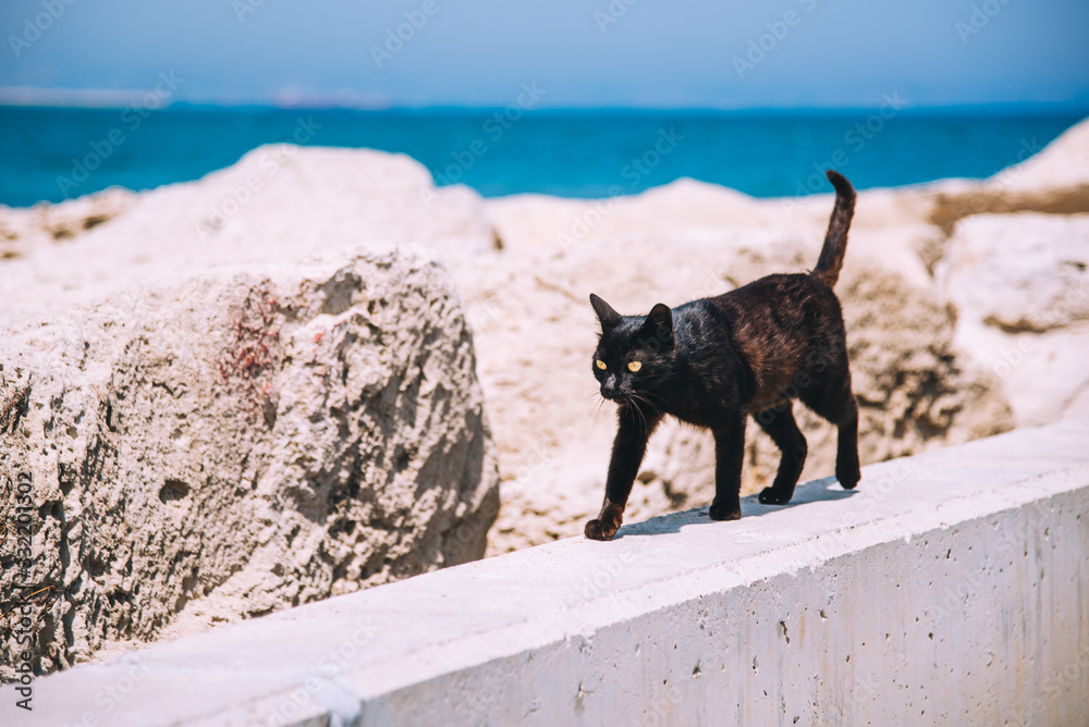 Black cats Black cats