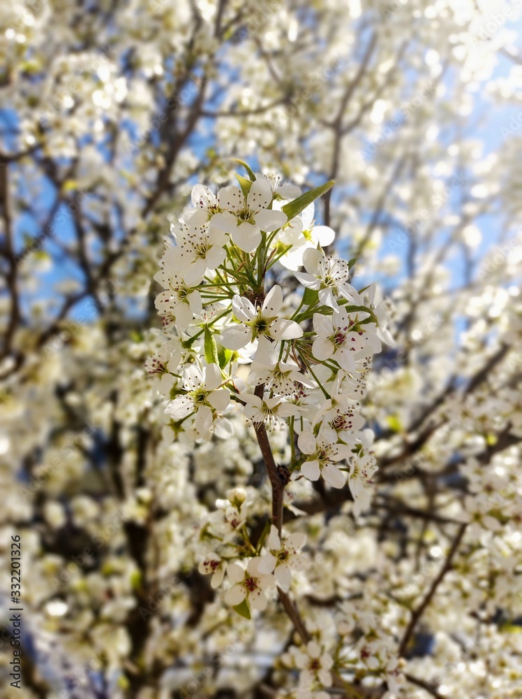 blooming cherry tree in spring