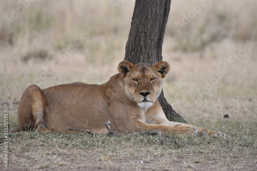 Female lion in Serengeti National Park  Tanzania