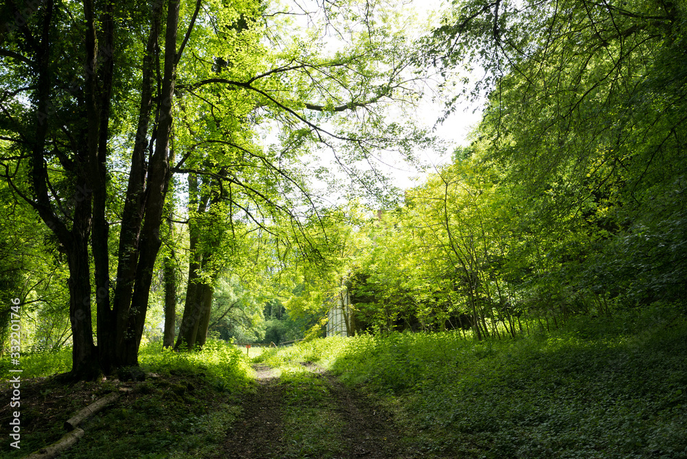 Fototapeta premium Forêt ensoleillée 