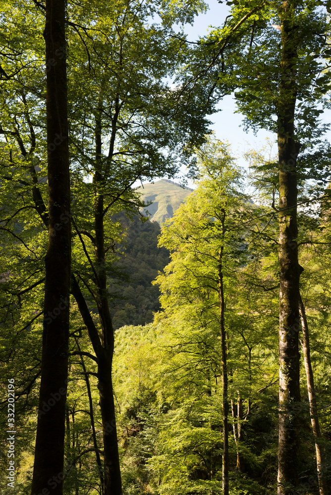 Forêt ensoleillée Forêt ensoleillée
