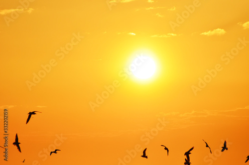 Sunset sky full of sea-gulls, romantic photo for typography