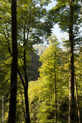 Forêt ensoleillée 