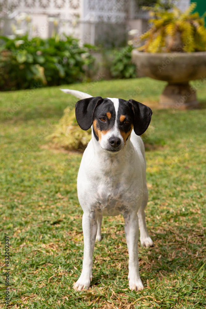 A domestic dog ready to play in garden A domestic dog ready to play in garden