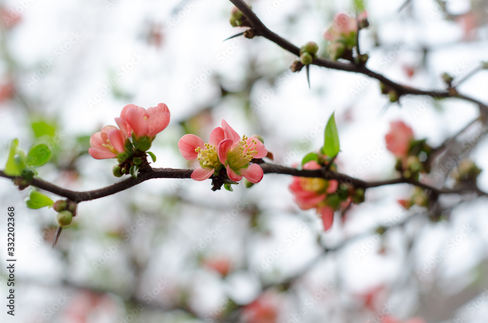 flowers flowers