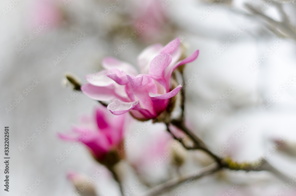 pink flowers of a tree pink flowers of a tree