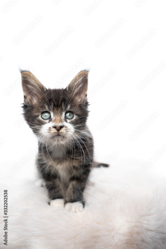 studio portrait of a curious tabby maine coon kitten looking at camera isolated on white background with copy space