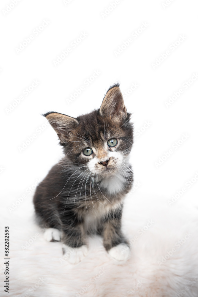 studio portrait of a cute tabby maine coon kitten tilting head looking at camera isolated on white background with copy space