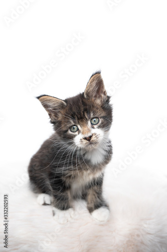 studio portrait of a cute tabby maine coon kitten tilting head looking at camera isolated on white background with copy space © FurryFritz