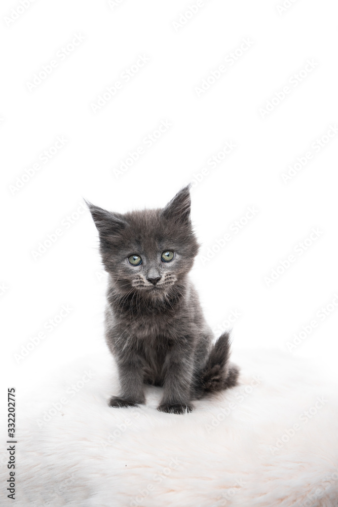studio portrait of a cute blue maine coon kitten looking at camera isolated on white background with copy space