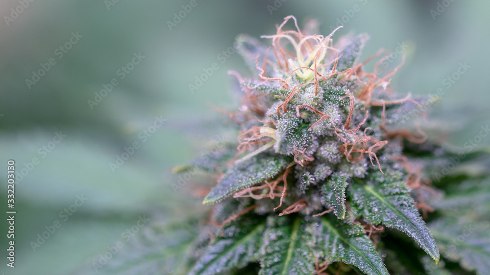 Macro Cannabis Weed Close Up Marijuana Bud Macro Cannabis Weed Close Up Marijuana Bud