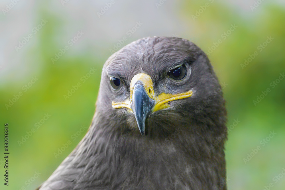 predatory look of a beautiful noble eagle predatory look of a beautiful noble eagle