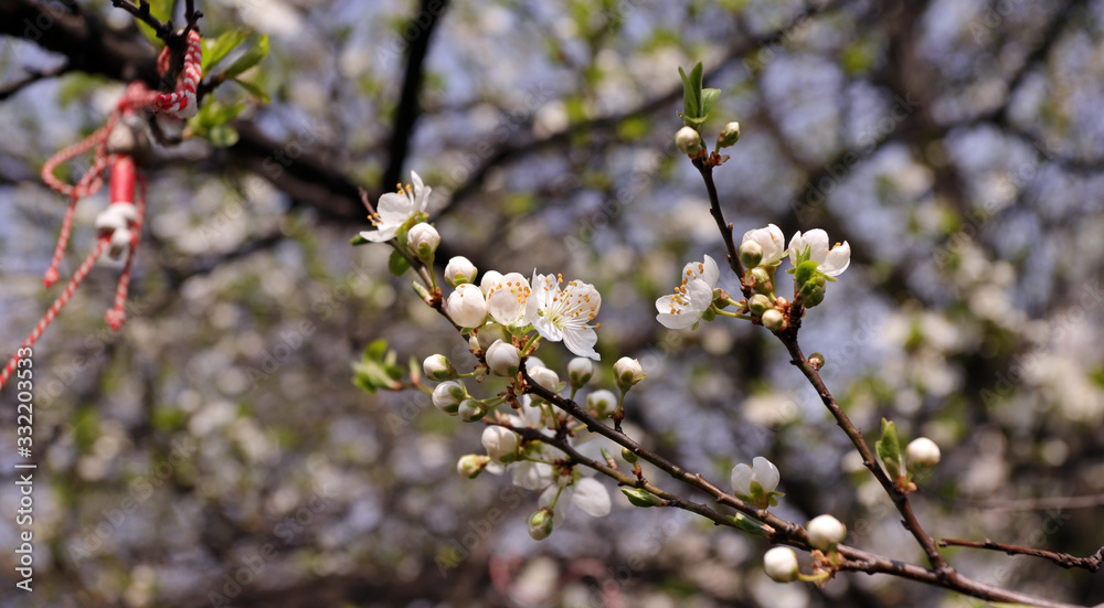 Blooming orchard tree in springtime. Tree blossom Blooming orchard tree in springtime. Tree blossom