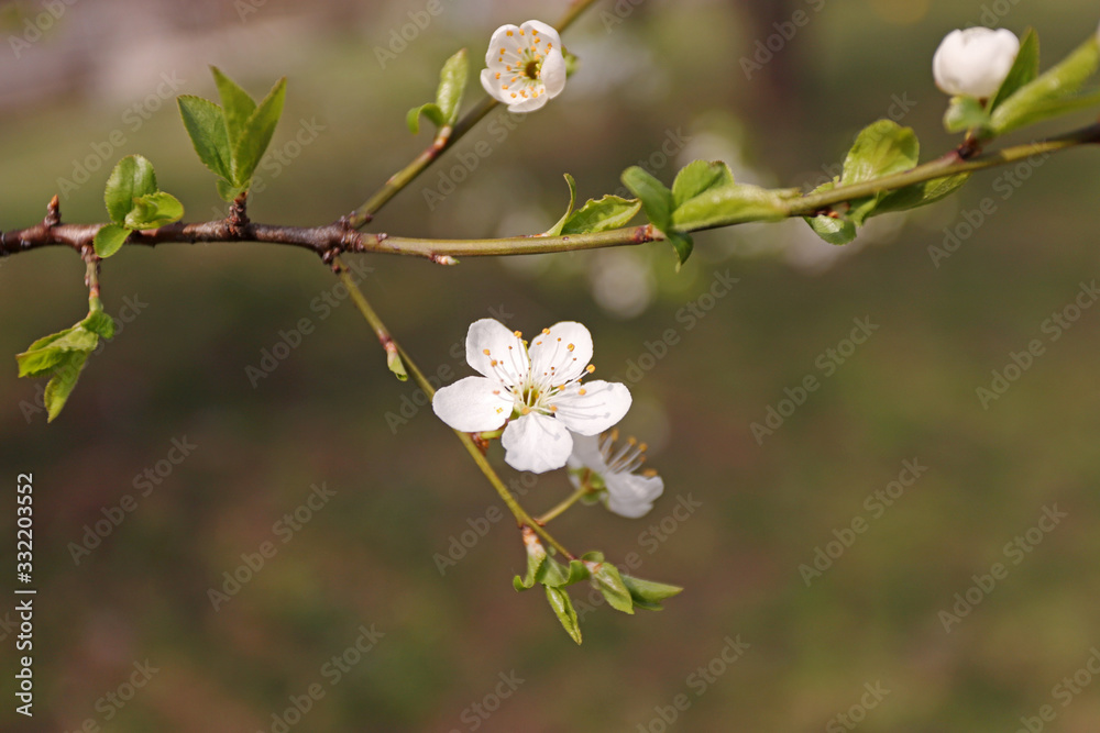 Obraz premium Blooming orchard tree in springtime. Tree blossom