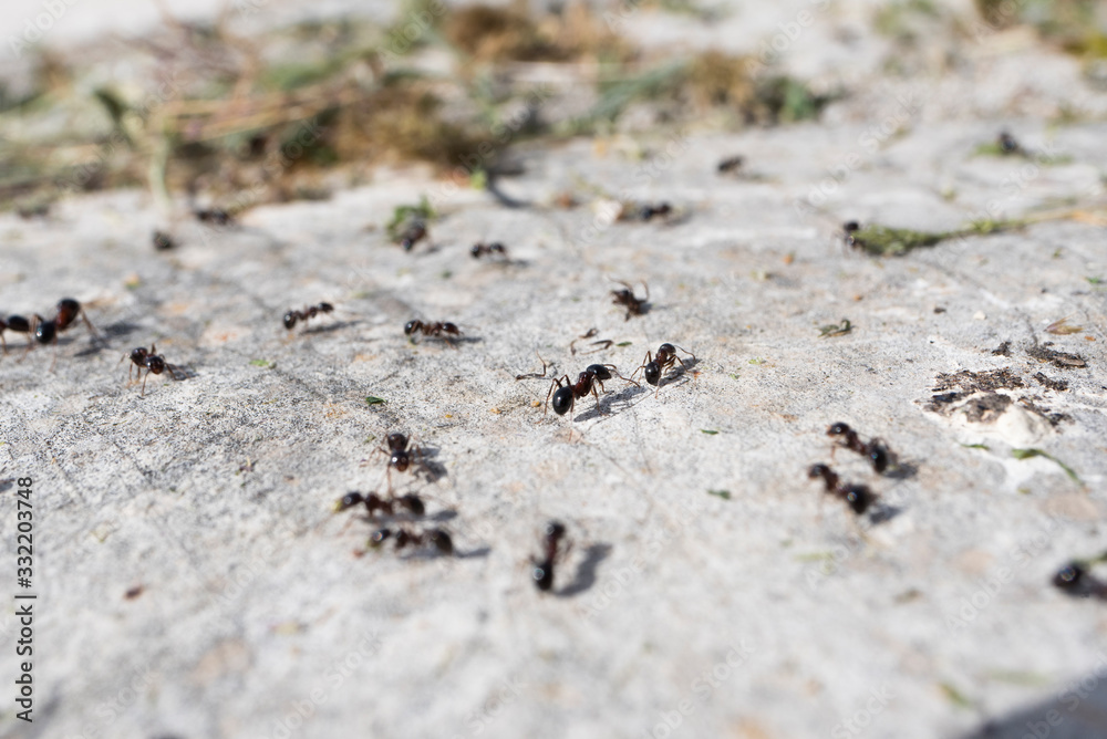 Fototapeta premium Les fourmis