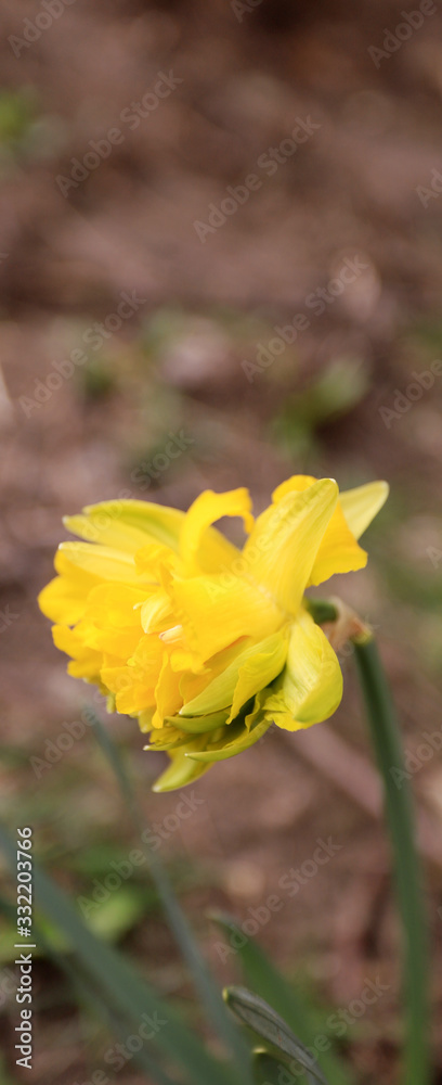 Single daffodil in nature. Spring flower daffodil. Single daffodil in nature. Spring flower daffodil.