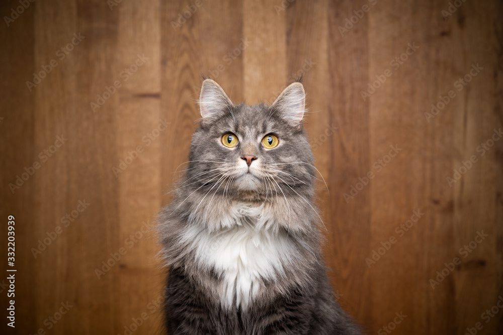 blue tabby white maine coon cat studio portrait looking at camera on wooden background with copy space blue tabby white maine coon cat studio portrait looking at camera on wooden background with copy space
