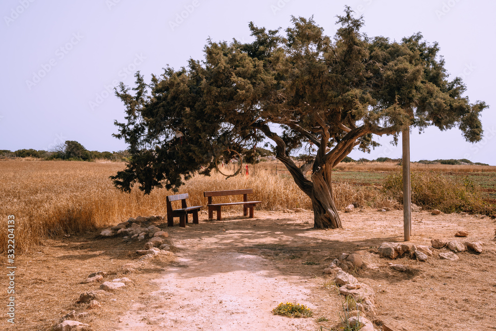 Fototapeta premium Bench and a lonely standing tree nearby