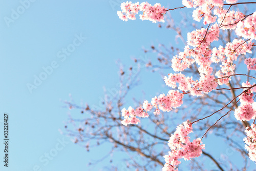 Sakura - dreamy japanese pink cherry blossom branch
