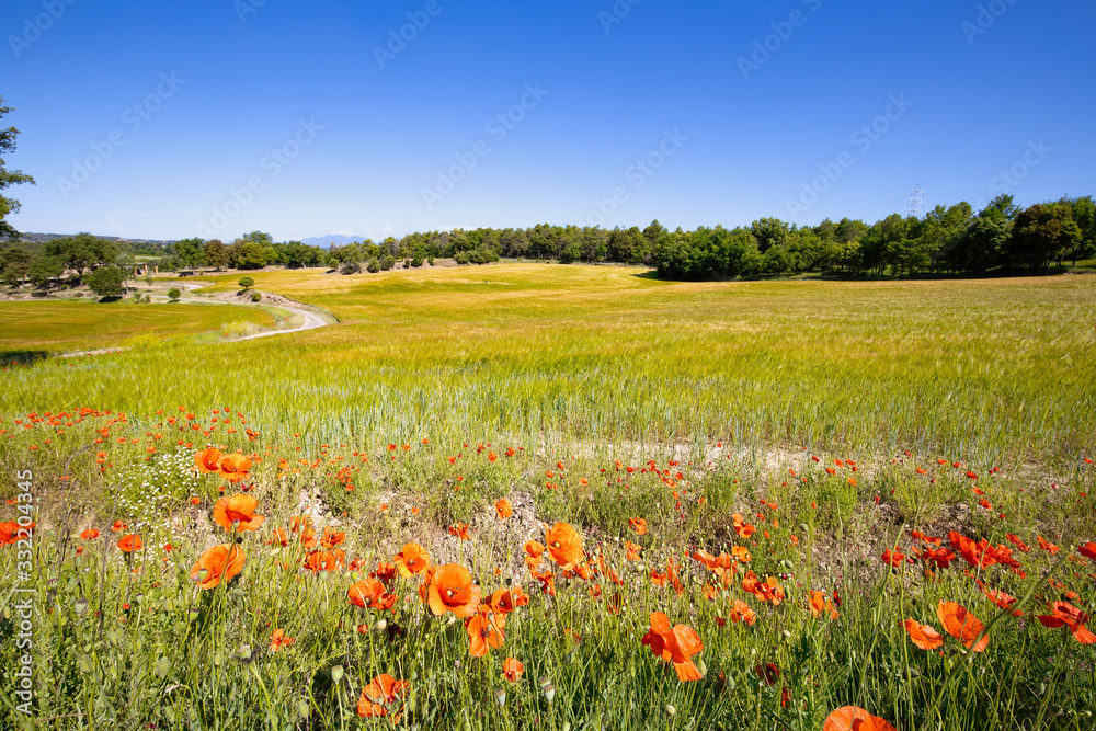 Nice cereal landscape with poppy flowers at springtime