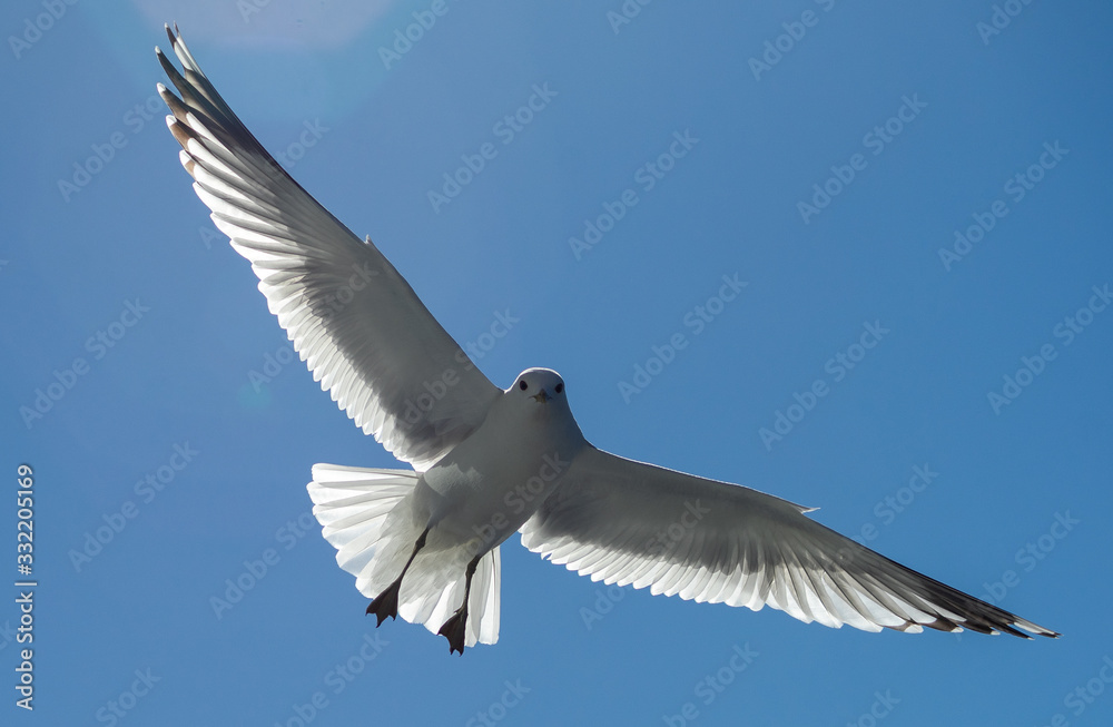 Obraz premium White sea gull in the background of blue sky.