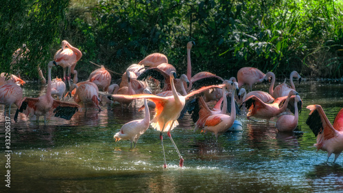 Pink Flamingoes in the water spreading wings
