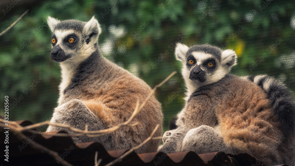 Fototapeta premium Lemur katta - Koty Madagaskaru