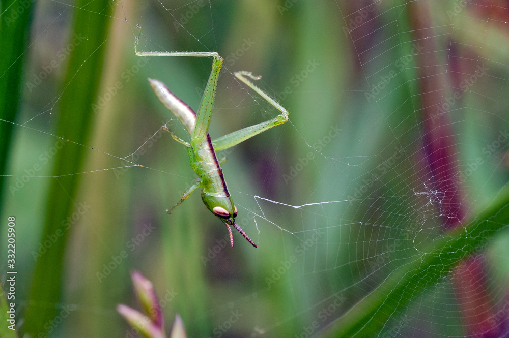 Grasshopper in the cobweb being wrapped by threads