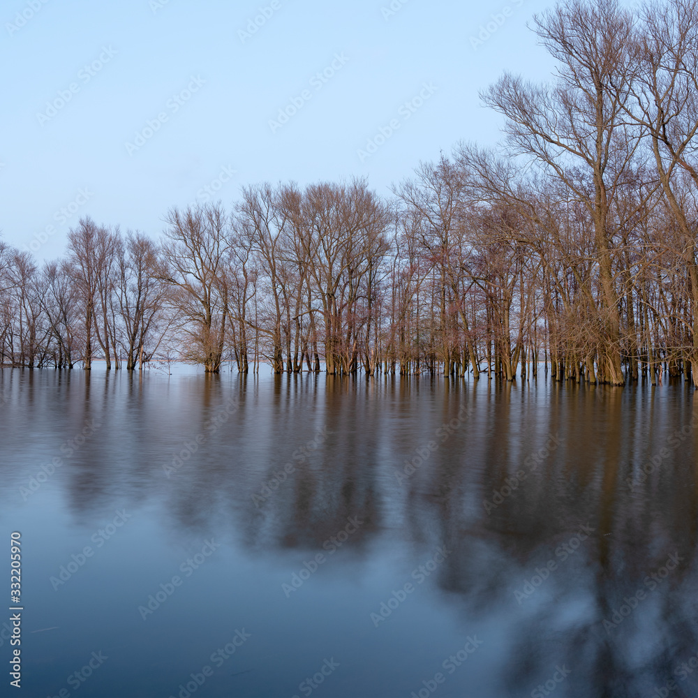 flooded trees in flood plains of river Waal in the netherlands flooded trees in flood plains of river Waal in the netherlands