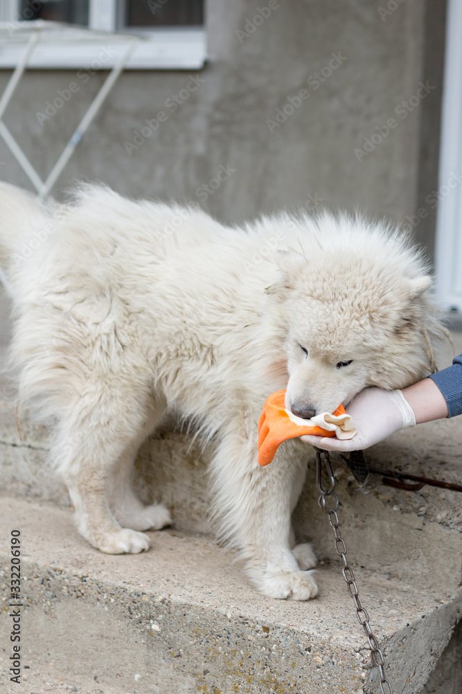 Playing with dog in coronavirus period Playing with dog in coronavirus period