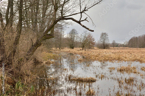 Fototapeta Naklejka Na Ścianę i Meble -  Brzeg rzeki porośnięty lasem w słoneczny dzień z chmurami na nie