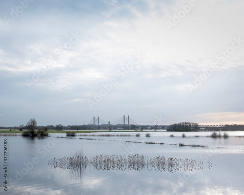 Fototapeta Naklejka Na Ścianę i Meble -  flooded trees in flood plains of river Waal in the netherlands