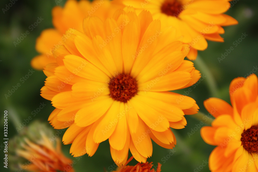 Calendula officinalis blooming in the garden.