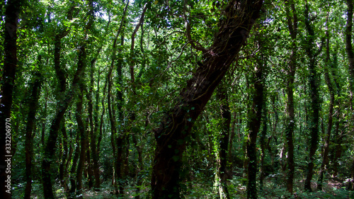 forest in the morning