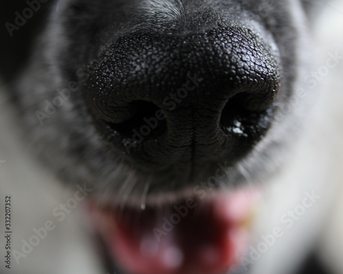 happy dog close up macro 