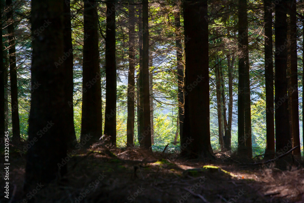 Obraz premium trees cloesup