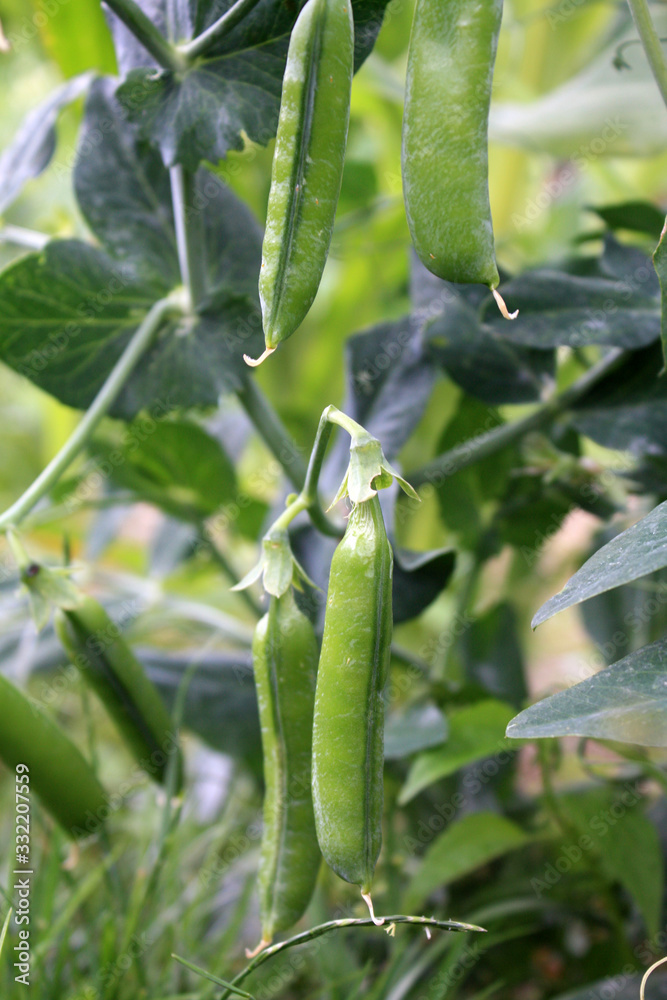 Growing and blooming green peas in the garden.