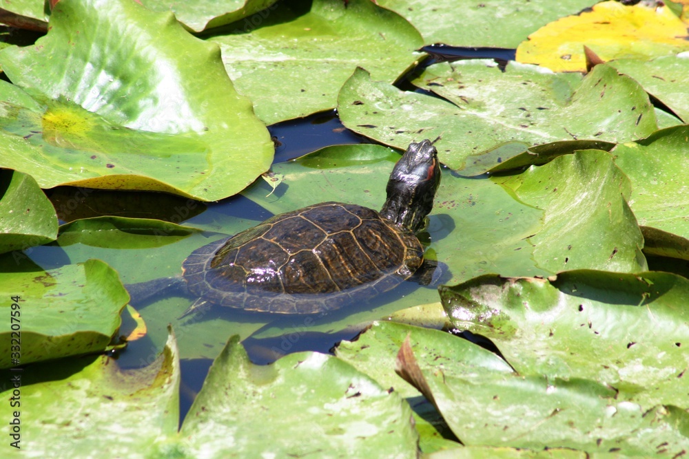 baby turtle swimming in a pool of clean water among vegetation